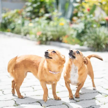 Sousa Horizonte - Louredo * Виейра-ду-Минью