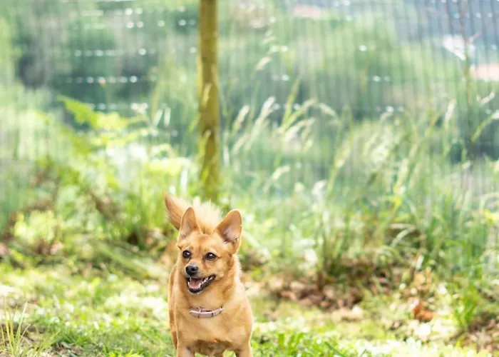 Sousa Horizonte - Louredo 公寓 维埃拉·多米尼奥