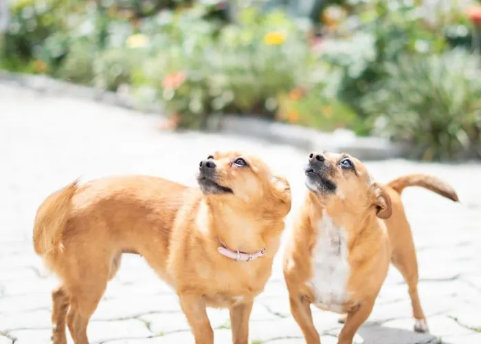 Sousa Horizonte - Louredo * 비에이라도미노